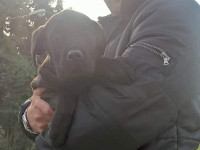 cucciolo cane corso 